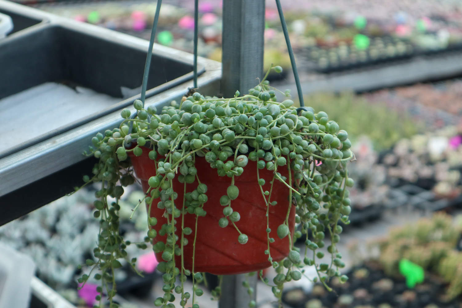 吊蘭開花后_吊蘭什么時(shí)候開花?_開花吊蘭時(shí)候怎么澆水