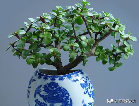 金枝玉葉不會(huì)養(yǎng)？“一把肥”扔盆里，枝葉長(zhǎng)不停，快速成老樁盆景
