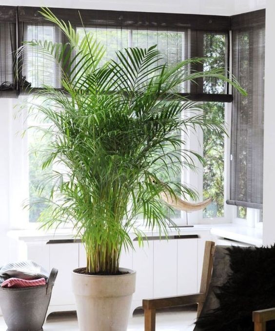 大型綠植好養(yǎng)活_好養(yǎng)的大型綠植_養(yǎng)大型綠植好還是小型