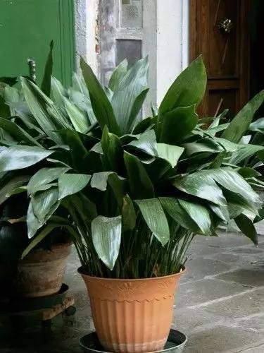 養(yǎng)大型綠植好還是小型_大型綠植好養(yǎng)活_好養(yǎng)的大型綠植