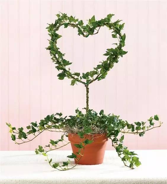 好養(yǎng)的大型綠植_養(yǎng)大型綠植好還是小型_大型綠植好養(yǎng)活