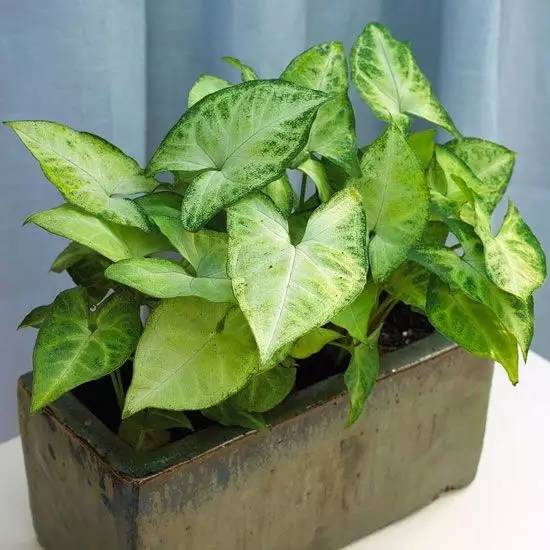 養(yǎng)大型綠植好還是小型_大型綠植好養(yǎng)活_好養(yǎng)的大型綠植