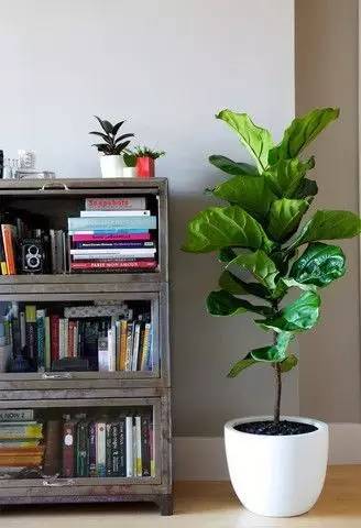 養(yǎng)大型綠植好還是小型_大型綠植好養(yǎng)活_好養(yǎng)的大型綠植