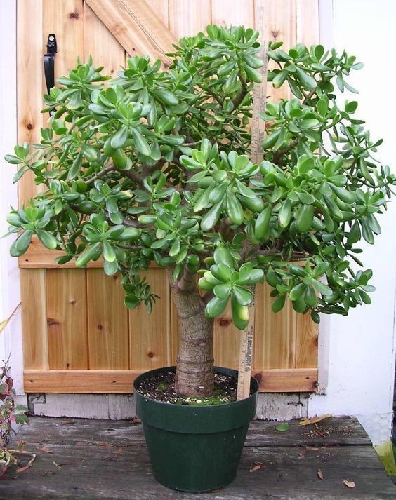 大型綠植好養(yǎng)活_養(yǎng)大型綠植好還是小型_好養(yǎng)的大型綠植