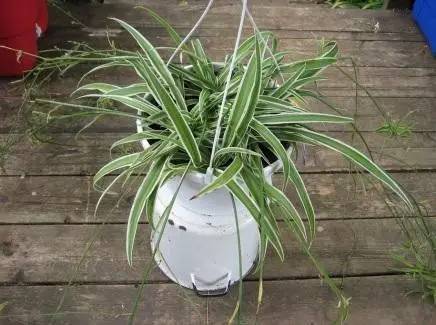 好養(yǎng)的大型綠植_養(yǎng)大型綠植好還是小型_大型綠植好養(yǎng)活