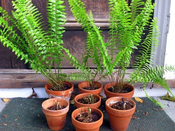 養(yǎng)大型綠植好還是小型_好養(yǎng)的大型綠植_大型綠植好養(yǎng)活