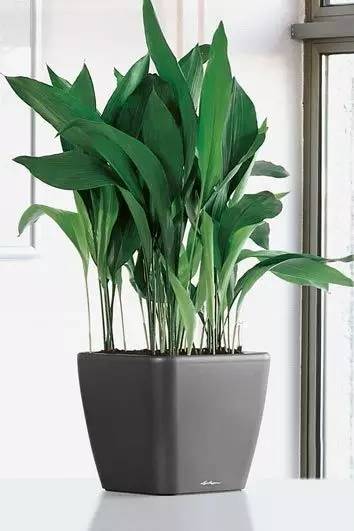 養(yǎng)大型綠植好還是小型_好養(yǎng)的大型綠植_大型綠植好養(yǎng)活