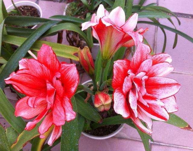 4種花，適合擺在飄窗上養，空間小不打緊，照樣好養活