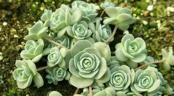 推薦生長速度快、最容易爆盆的十二種多肉，美麗至極，新手必入！