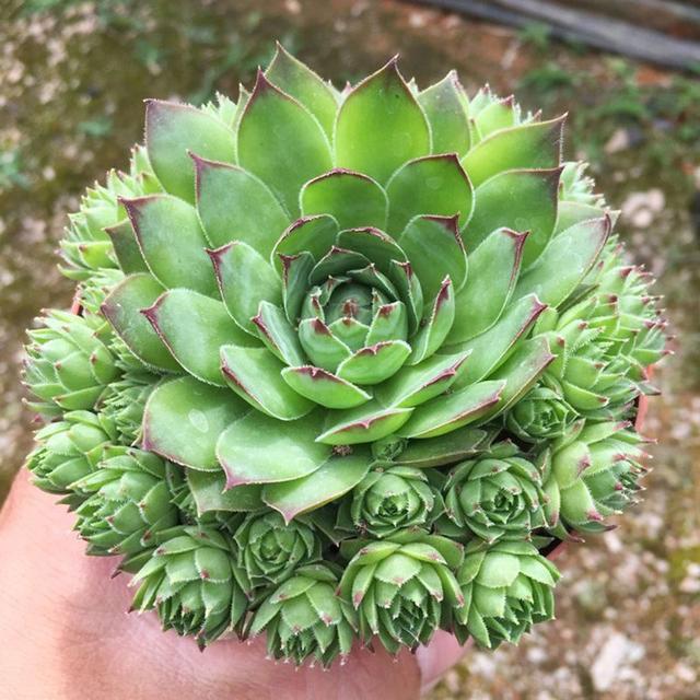 植物多肉是什么樣子的_多肉這種植物長什么樣子_多肉植物樣子介紹