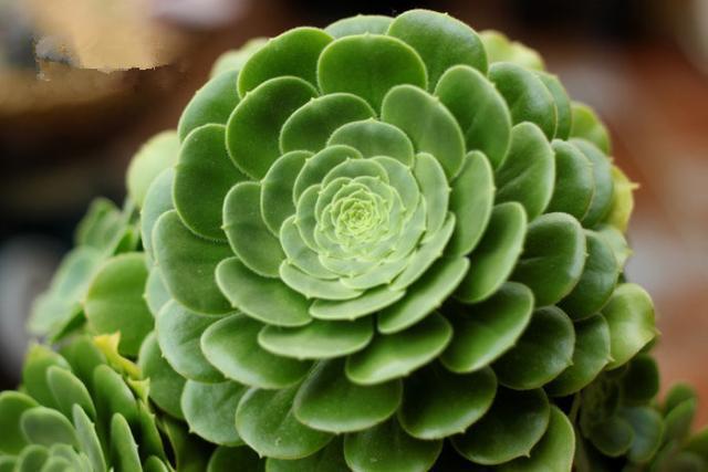 多肉植物樣子介紹_多肉這種植物長什么樣子_植物多肉是什么樣子的