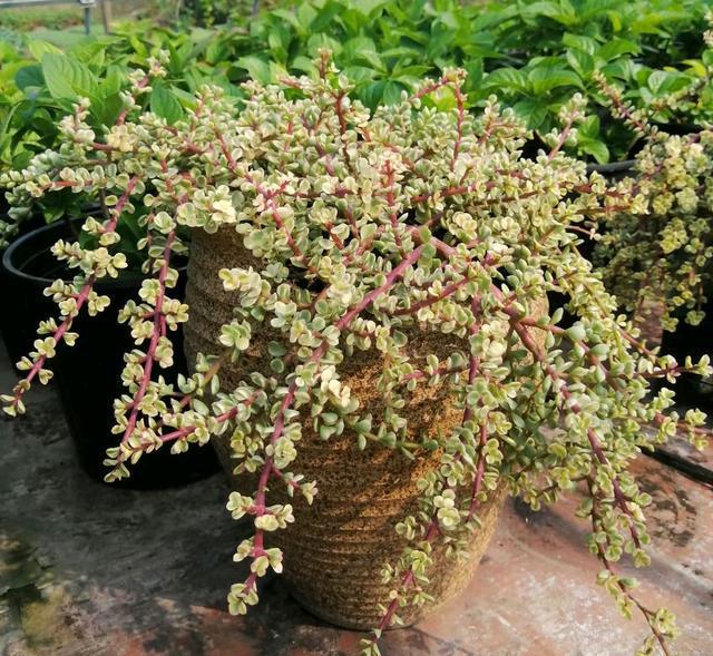 多肉植物樣子介紹_植物多肉是什么樣子的_多肉這種植物長什么樣子