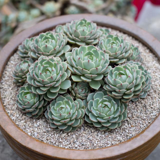 多肉植物樣子介紹_植物多肉是什么樣子的_多肉這種植物長什么樣子