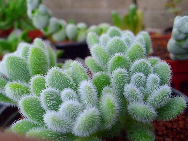 多肉植物樣子介紹_植物多肉是什么樣子的_多肉這種植物長什么樣子
