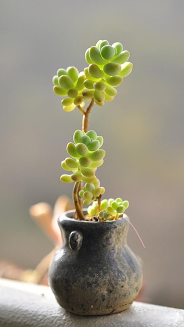 植物多肉是什么樣子的_多肉植物樣子介紹_多肉這種植物長什么樣子