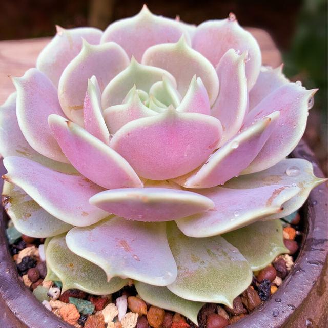 植物多肉是什么樣子的_多肉這種植物長什么樣子_多肉植物樣子介紹