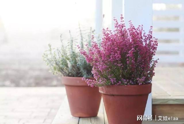 <strong>10種特別耐寒的盆栽花卉，北方冬天也凍不死的植物</strong>