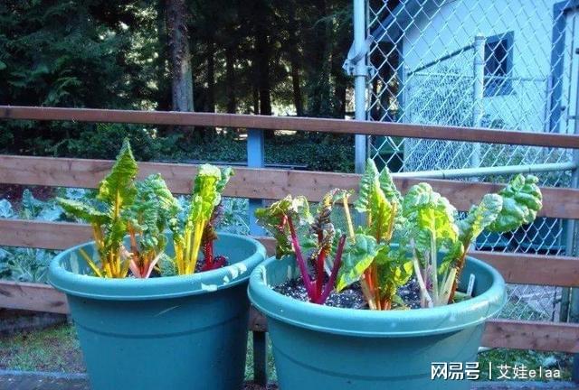 十大耐寒綠植_什么綠植耐寒_能過冬的室內耐寒綠植