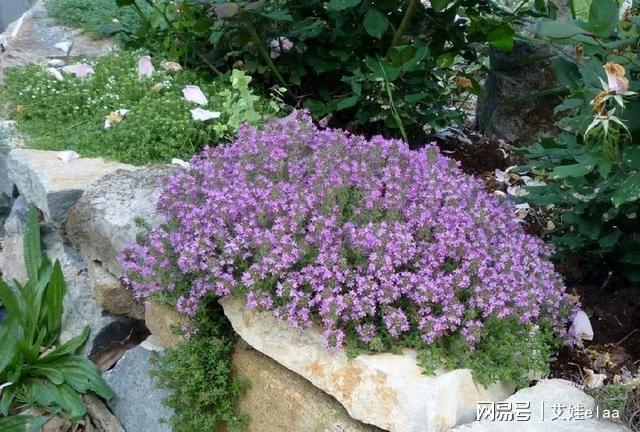 能過冬的室內耐寒綠植_什么綠植耐寒_十大耐寒綠植