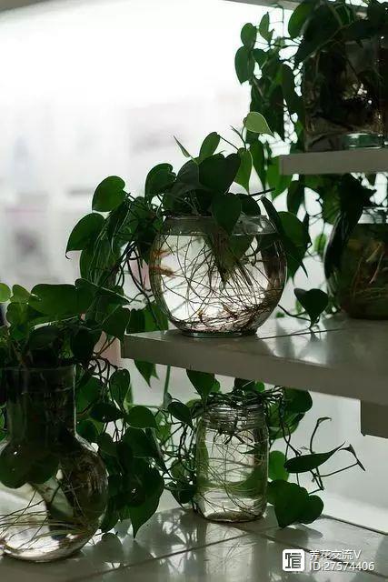 綠植類水培有哪些品種_水培類綠植有哪些_水培的綠葉植物