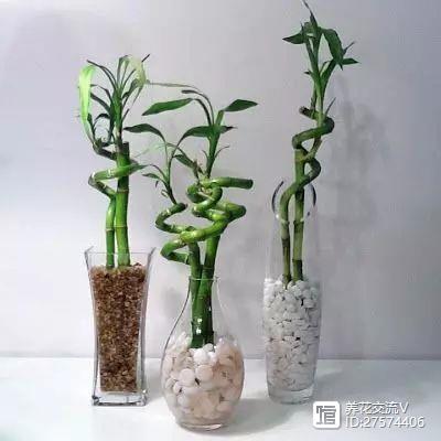 水培的綠葉植物_水培類綠植有哪些_綠植類水培有哪些品種