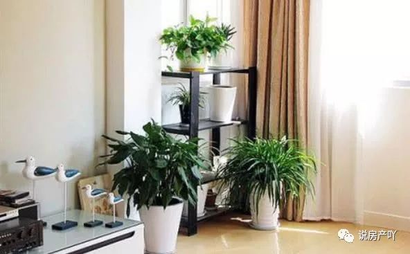 適合放客廳的3種“耐陰花”，沒有陽光，葉子也茂盛！比綠蘿好養
