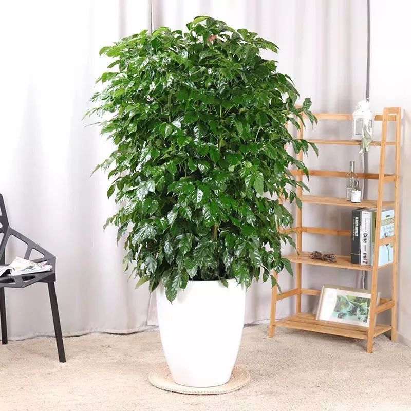 適合過年客廳擺放的6種大型植物，富貴、高級又霸氣！