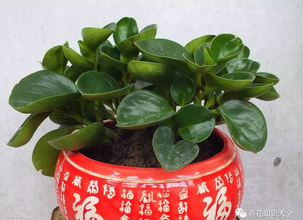 客廳綠植耐寒養什么植物_耐陰耐寒的客廳綠植_客廳耐寒綠植耐陰還是耐熱