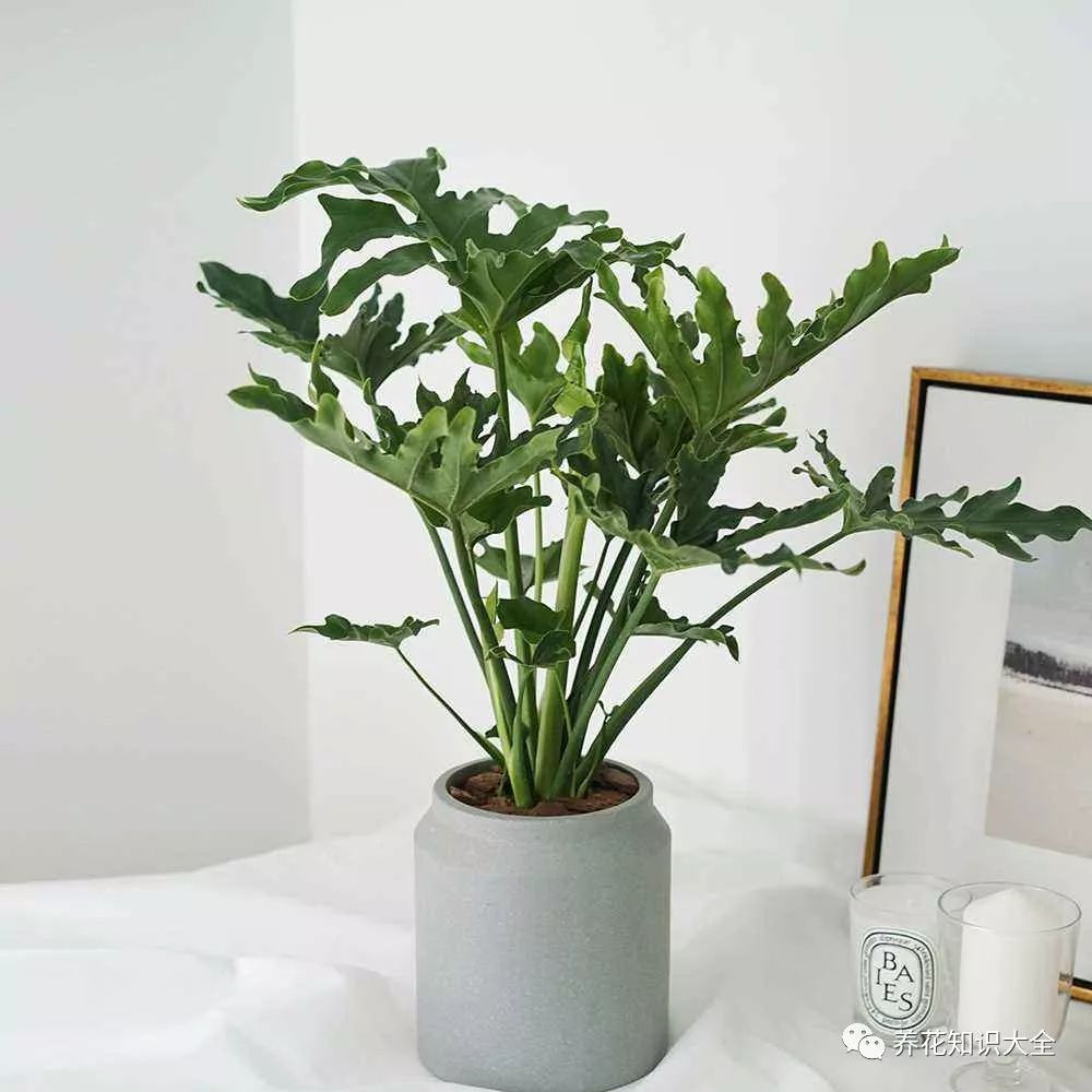 客廳綠植耐寒養什么植物_耐陰耐寒的客廳綠植_客廳耐寒綠植耐陰還是耐熱