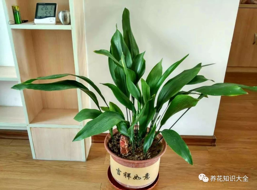 耐陰耐寒的客廳綠植_客廳綠植耐寒養什么植物_客廳耐寒綠植耐陰還是耐熱