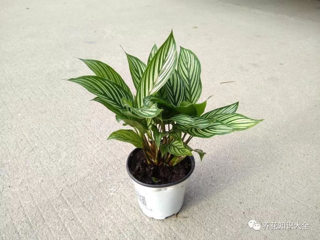 客廳綠植耐寒養什么植物_耐陰耐寒的客廳綠植_客廳耐寒綠植耐陰還是耐熱
