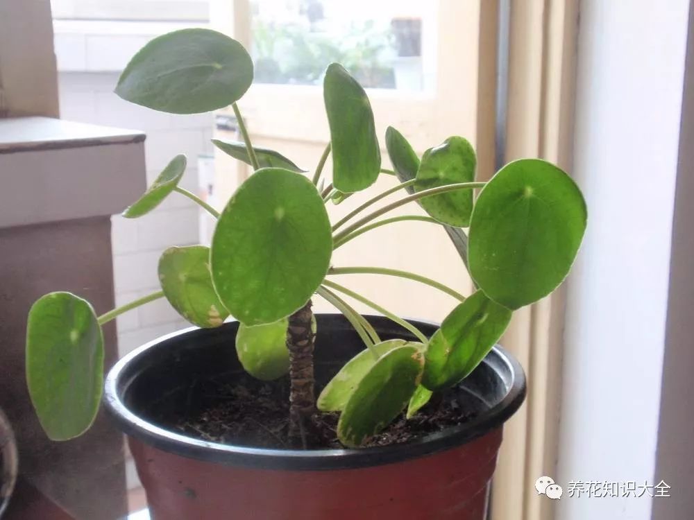 客廳耐寒綠植耐陰還是耐熱_客廳綠植耐寒養什么植物_耐陰耐寒的客廳綠植