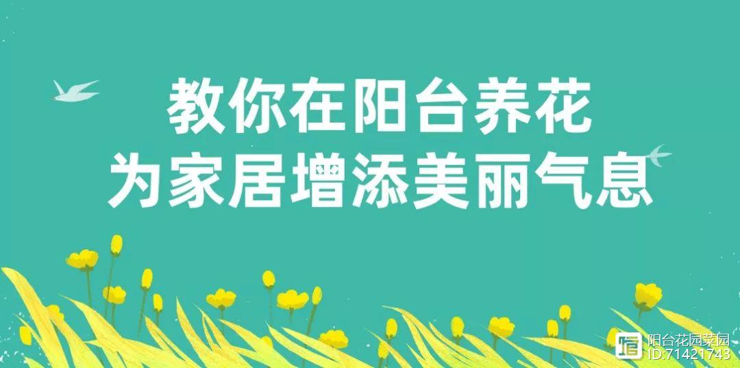 <strong>臥室養花避開這5種，熏得頭暈腦脹，最容易失眠</strong>