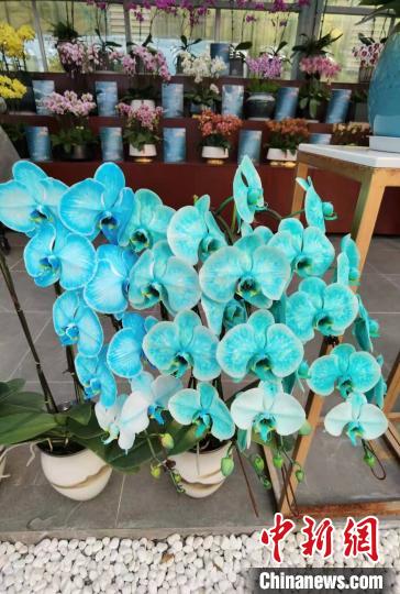 南京花卉市場營業(yè)時間_南京花卉市場_花卉南京市場有哪些