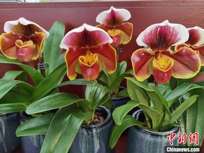 花卉南京市場有哪些_南京花卉市場_南京花卉市場營業(yè)時間