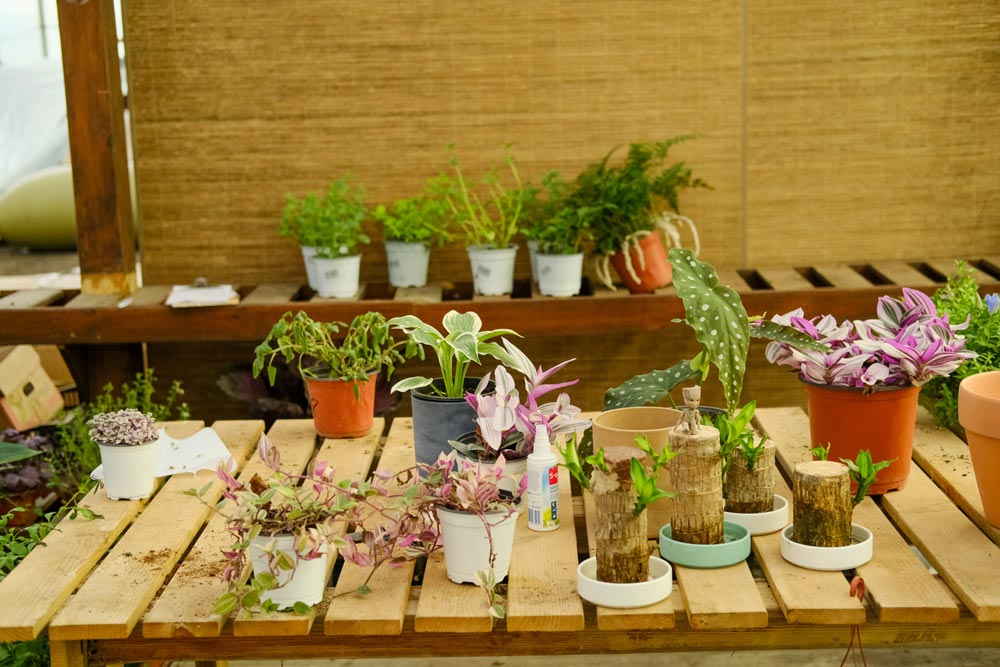 養花家里有小飛蟲怎么辦_養花家里有小黑飛怎么辦_家里養花好嗎