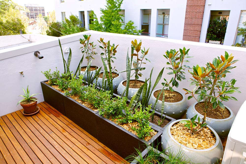 養花家里有小黑飛怎么辦_養花家里有小飛蟲怎么辦_家里養花好嗎