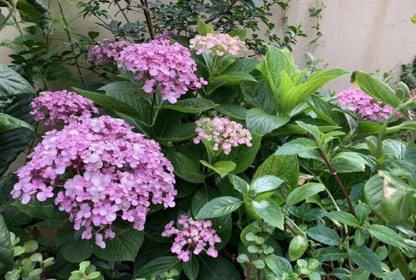 <strong>誰說陽臺(tái)朝北養(yǎng)不了花？5種花，就適合北陽臺(tái)，耐陰又皮實(shí)!</strong>