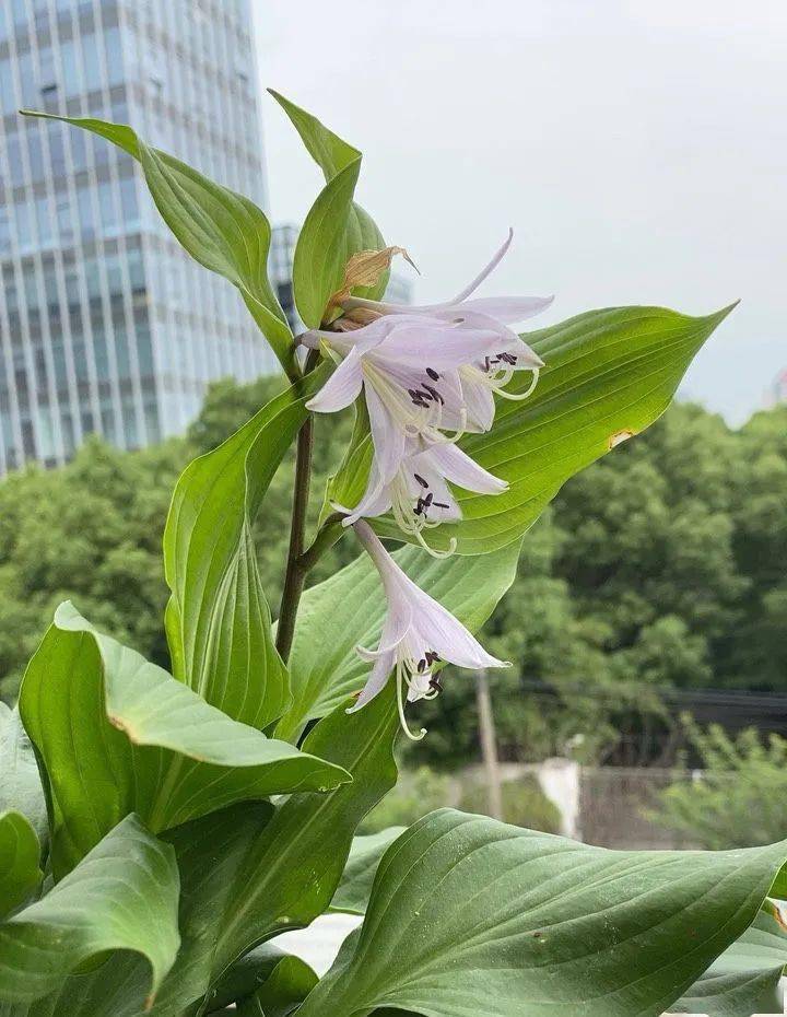 陽臺朝北養什么植物好_朝北的陽臺適合養什么植物_陽臺養植物適合朝北還是朝南