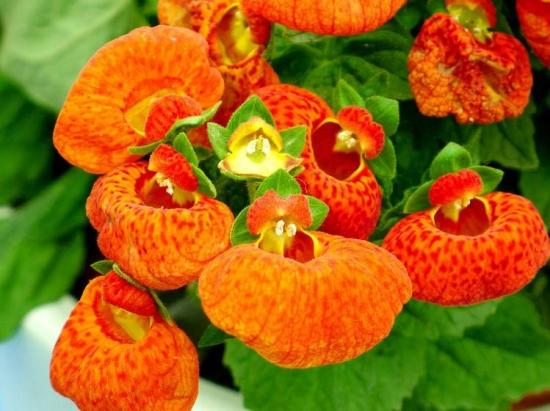 11月份適合養什么花_月份什么花_幾月買花好養