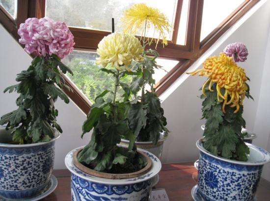 11月份適合養什么花_月份什么花_幾月買花好養
