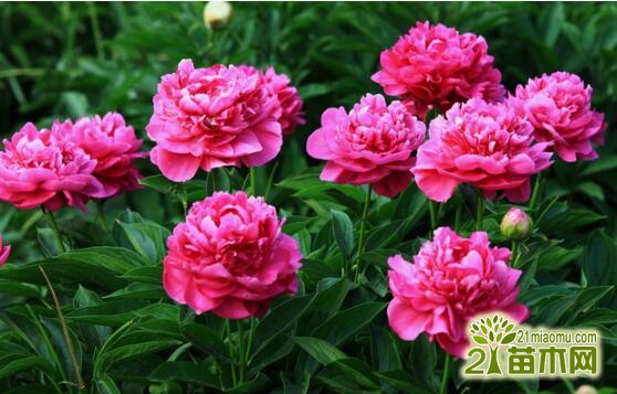 芍藥花室內(nèi)怎么養(yǎng)？芍藥可以室內(nèi)養(yǎng)殖嗎？