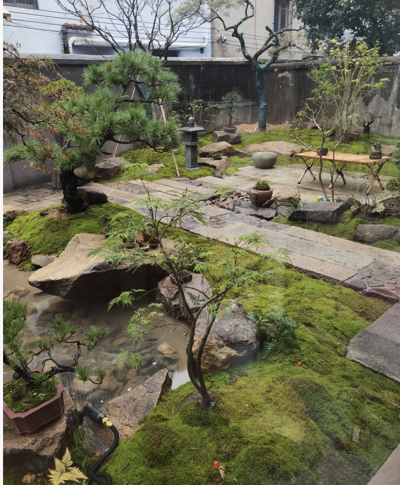 客廳養花有什么講究_客廳養花擺放圖片_客廳養什么花