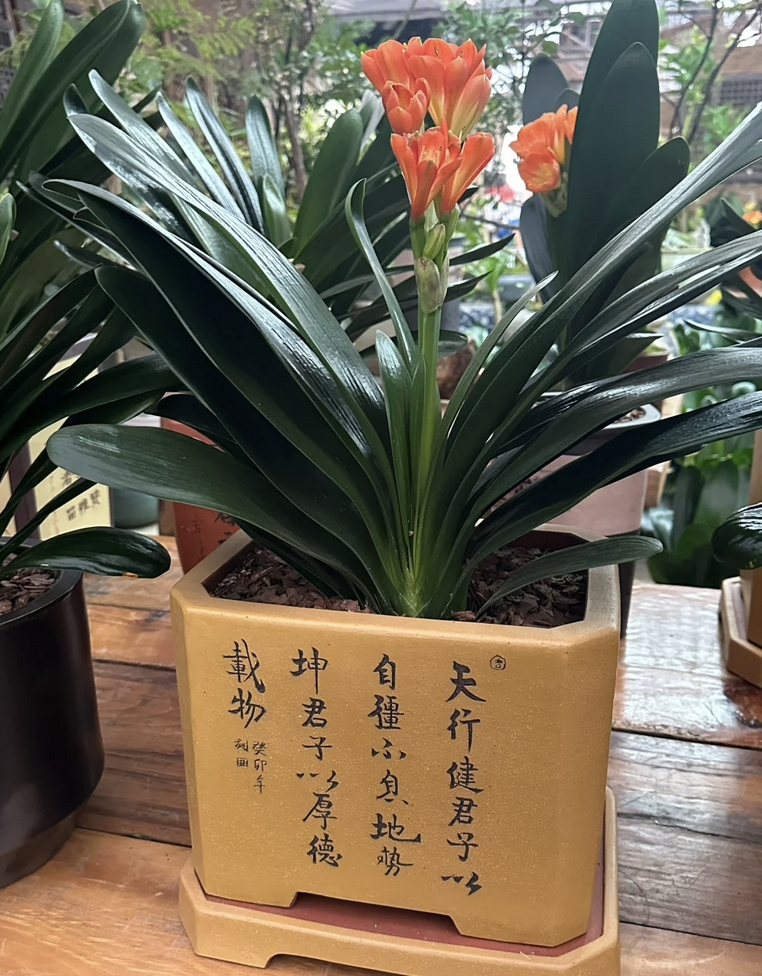 客廳養花擺放圖片_客廳養什么花_客廳養花有什么講究