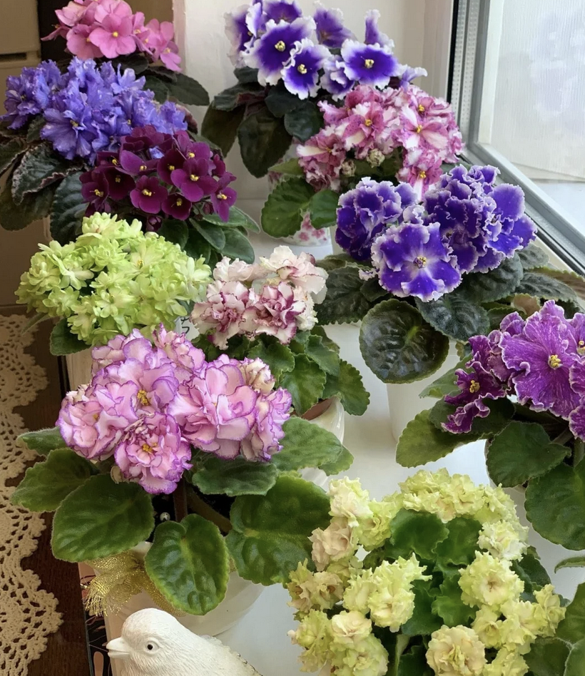 客廳養花擺放圖片_客廳養什么花_客廳養花有什么講究