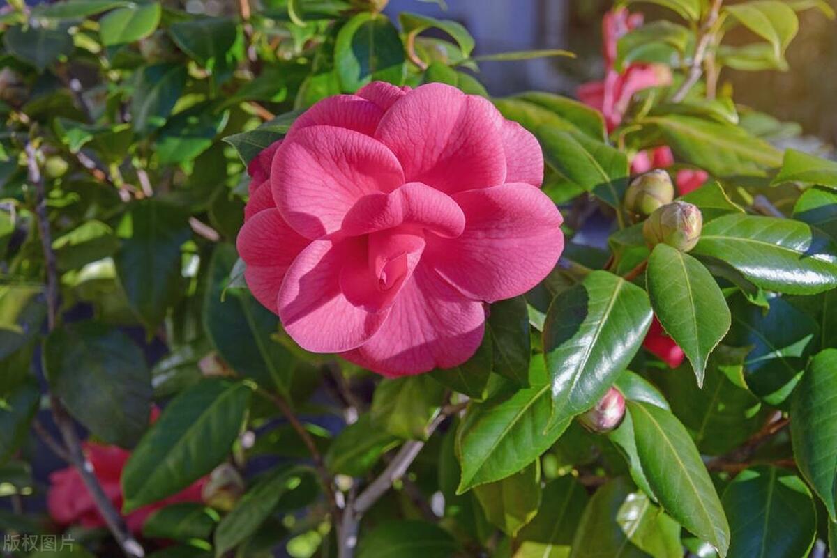 種花酸性物質(zhì)_酸性花卉大全_酸性花卉有哪些
