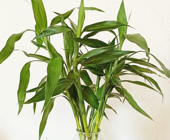 5種水培植物好養(yǎng)易活，打理簡(jiǎn)單，再懶的人也不怕空盆