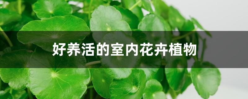 <strong>好養(yǎng)活的室內(nèi)花卉植物</strong>