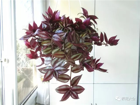 不見(jiàn)光的室內(nèi)適合養(yǎng)的花_室內(nèi)適合養(yǎng)什么花招財(cái)_室內(nèi)養(yǎng)適合見(jiàn)花的花盆