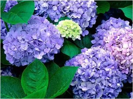 不見(jiàn)光的室內(nèi)適合養(yǎng)的花_室內(nèi)適合養(yǎng)什么花招財(cái)_室內(nèi)養(yǎng)適合見(jiàn)花的花盆